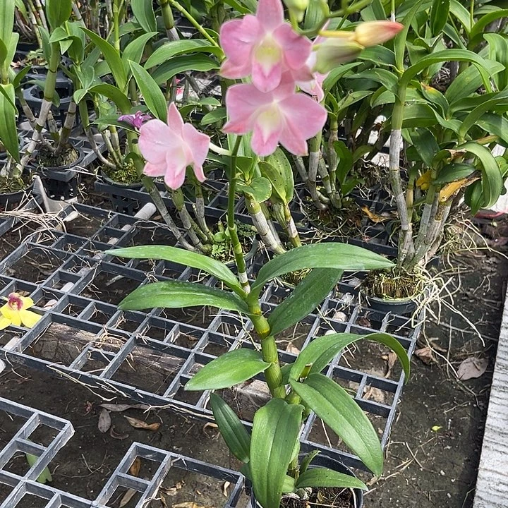 当前无花朵，栽培后可花朵深红蜜桃468