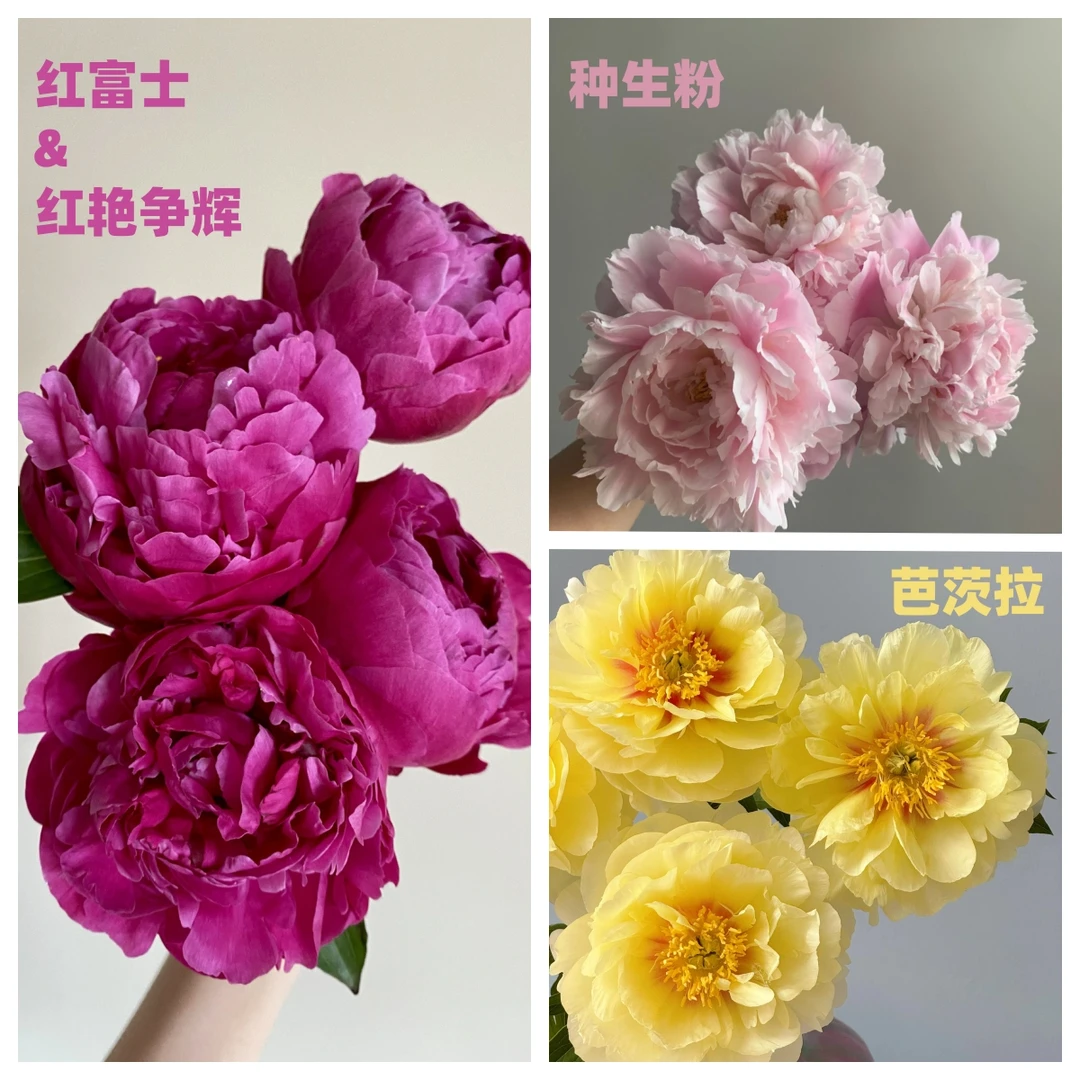 桑篱园【三色混搭】红黄粉三色混搭重瓣芍药山东菏泽基地直发