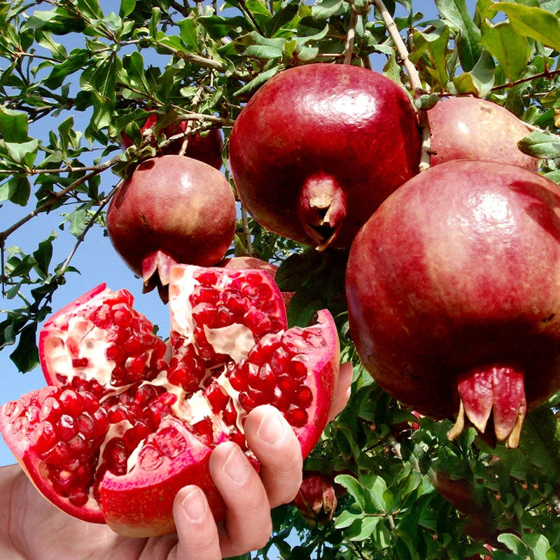 【品种苗】红宝石黑玛瑙软籽石榴树南北方种植阳台庭院盆栽水果树苗