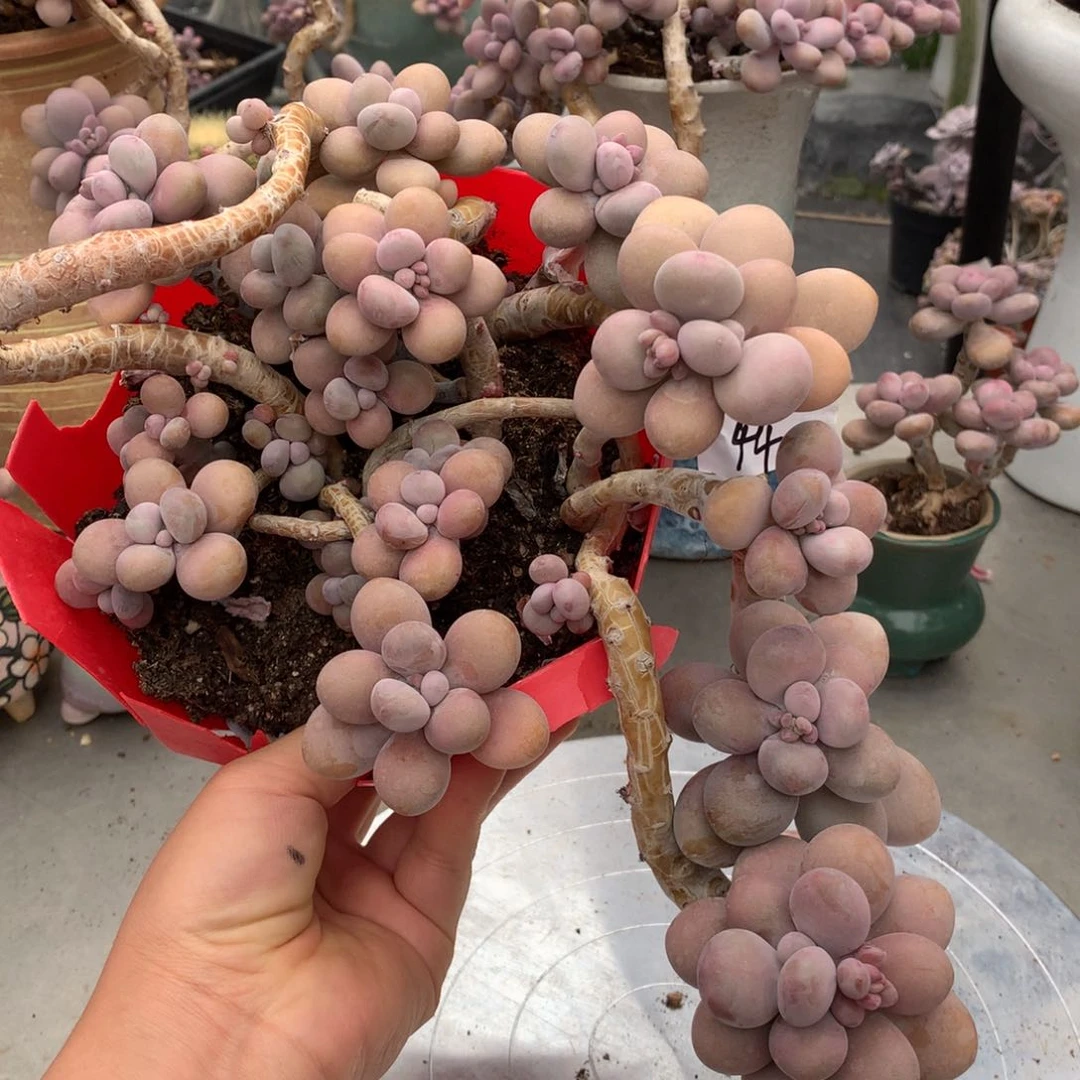桃蛋老桩44号不带盆