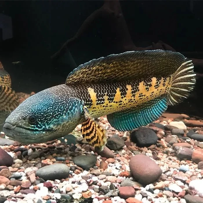 精品黄金眼镜蛇雷龙顺丰双包