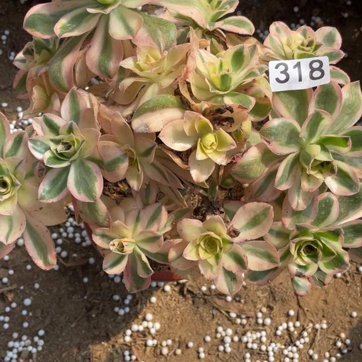 无花朵318多肉植物燕姿锦