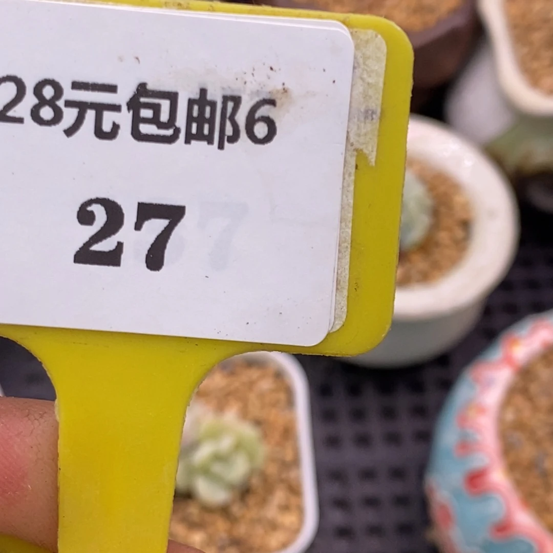 多****）627多肉植物………………