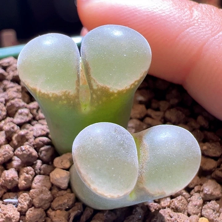 721。 八八折后价。 优选四年母本b23.