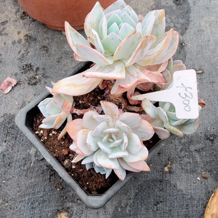 晨语多肉一物一拍+300