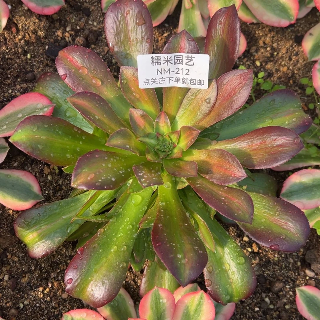 女巫中班多肉植物212