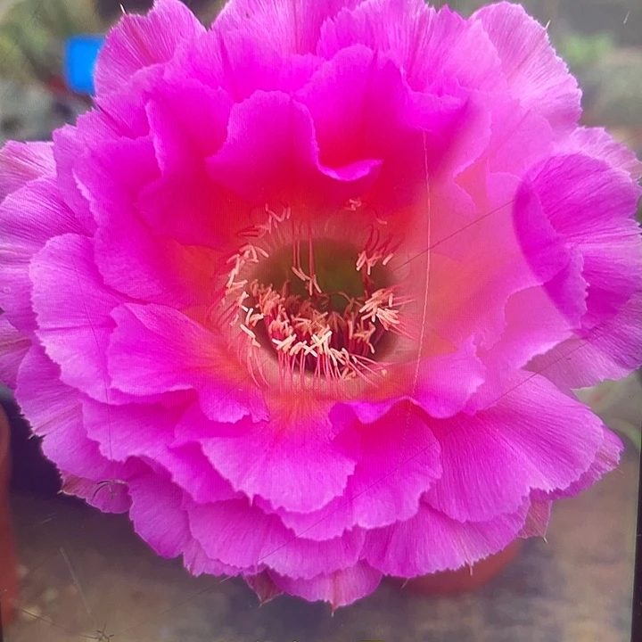 86号2.5公分左右侧牙