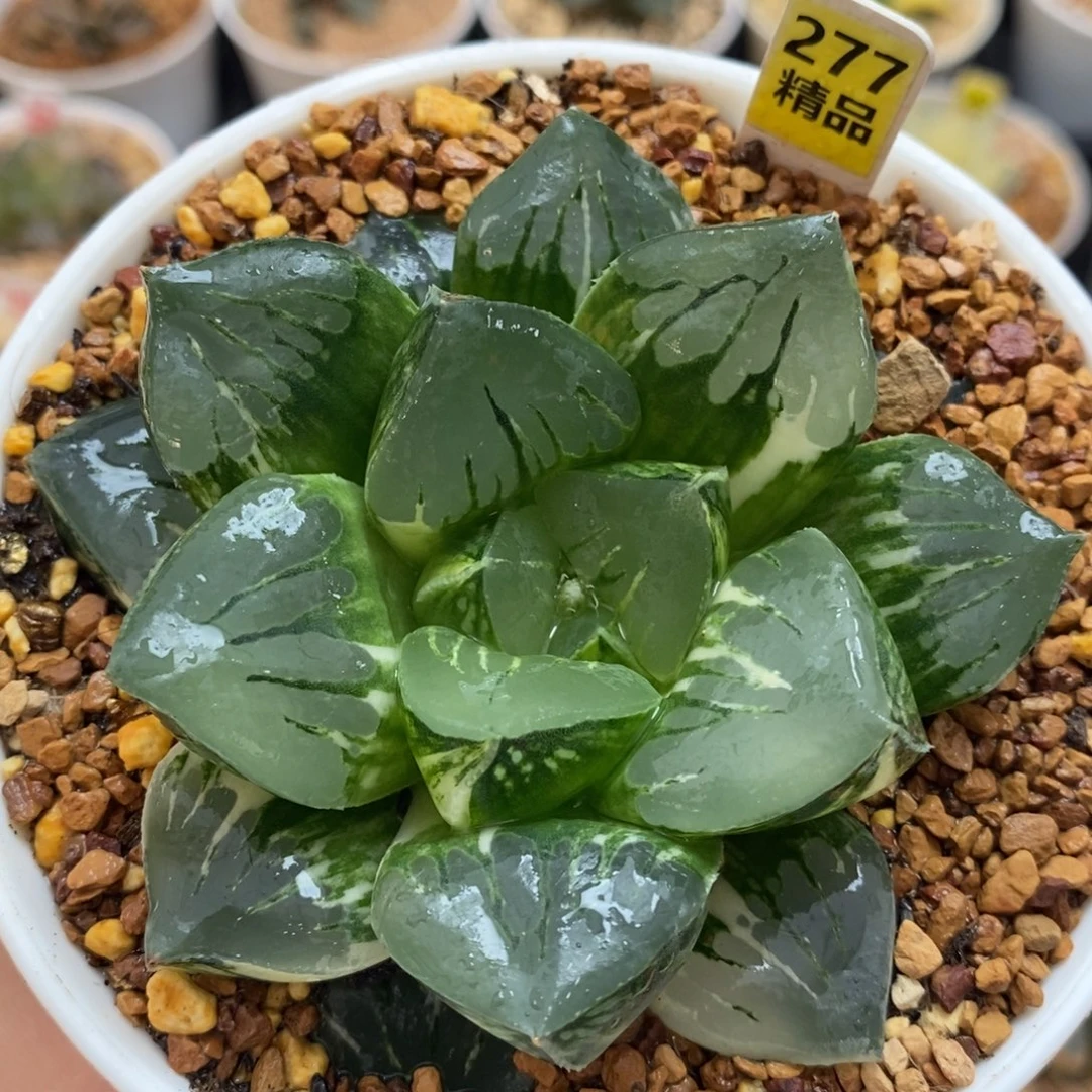 277莫迪卡十二卷多肉