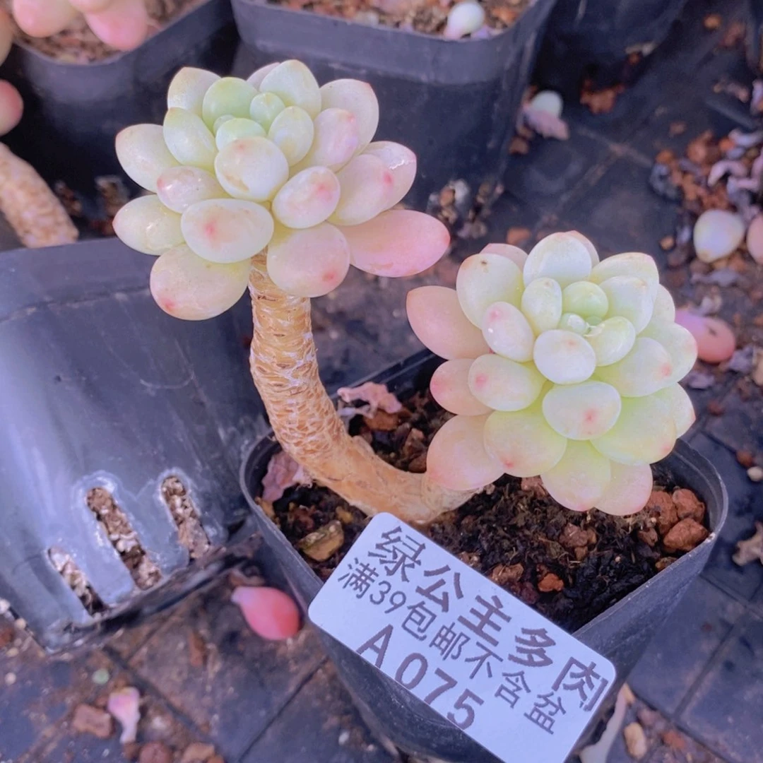 鱼子酱老桩075多肉植物