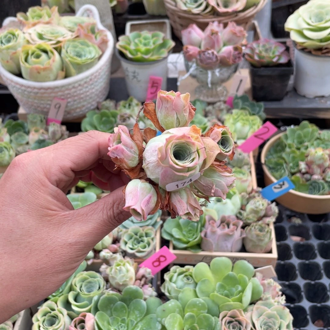 快***乐山地玫瑰多肉植物花卉174单颗