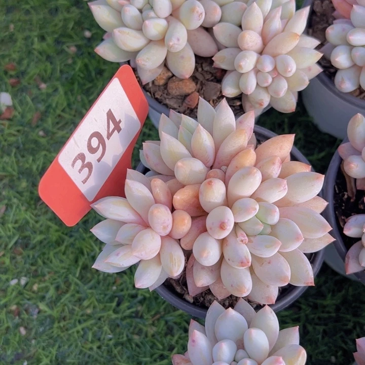 颜*健健康康平平安安