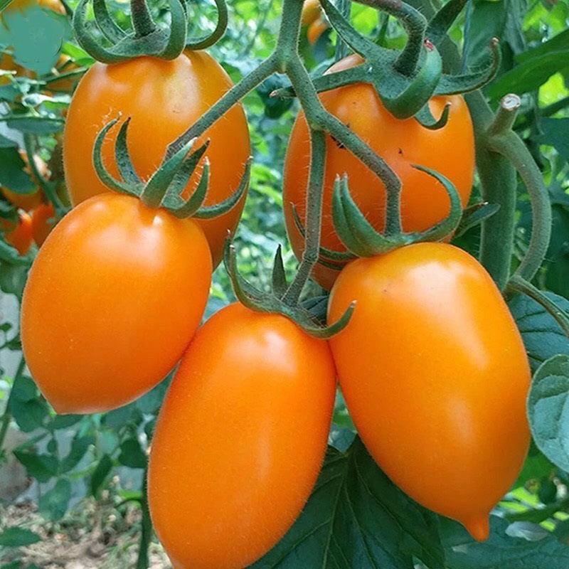 黑龙江小菜园柿子3斤新鲜脱骨酸甜多汁，新鲜现摘