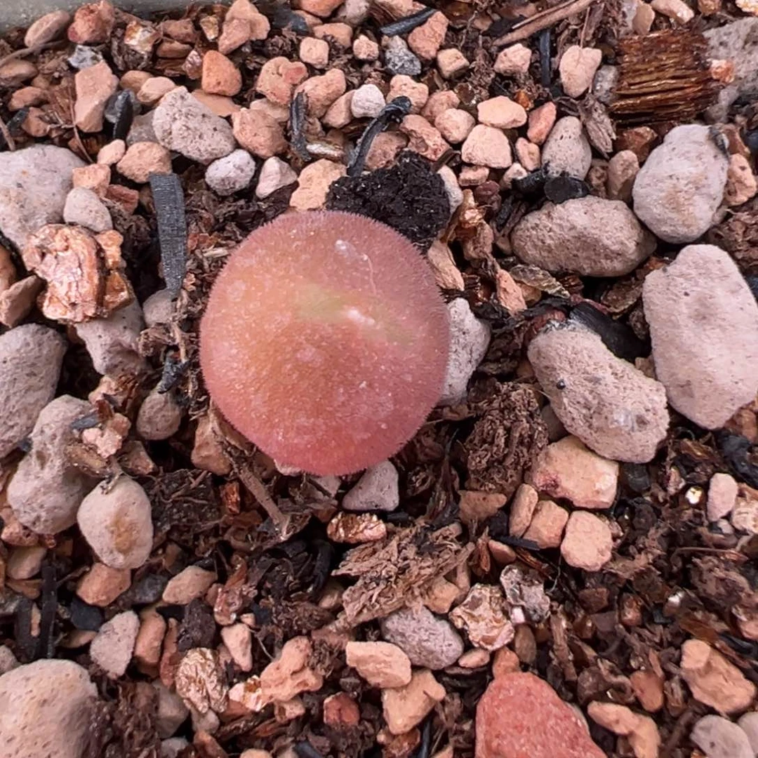 紫粉空蝉小苗多肉