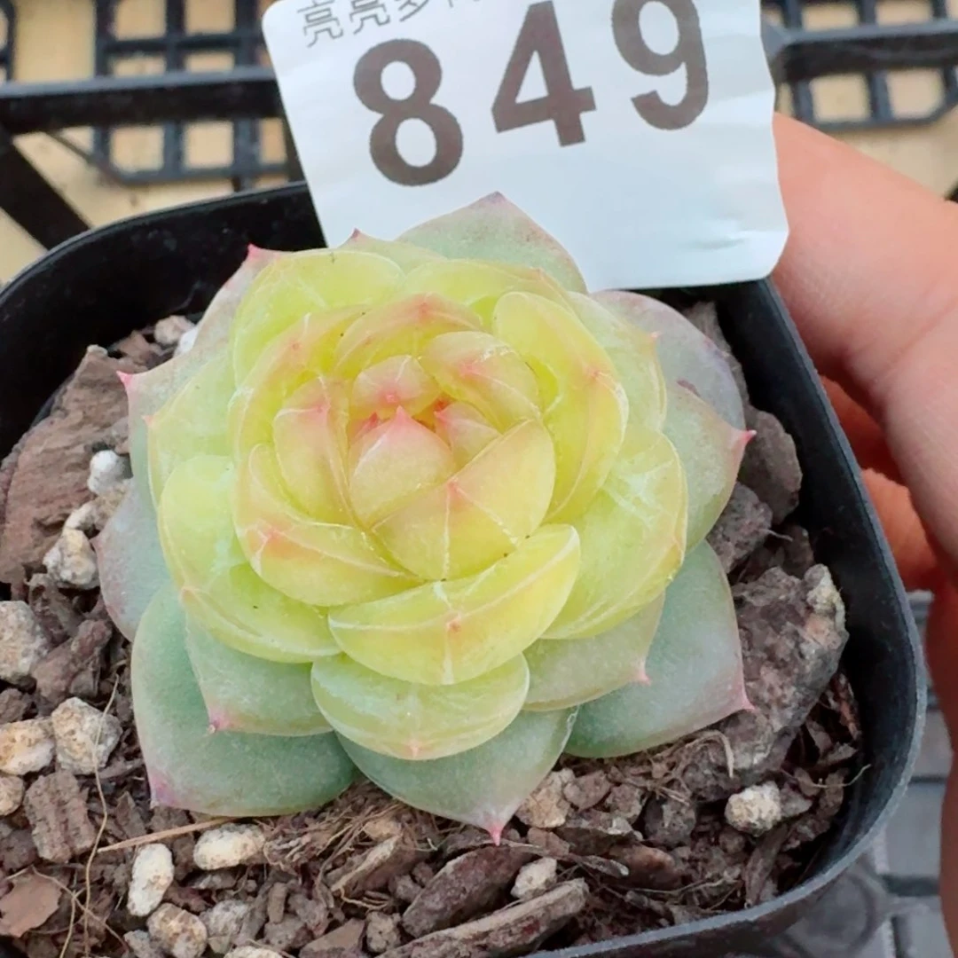 鬼****骜小家碧玉         精品多肉