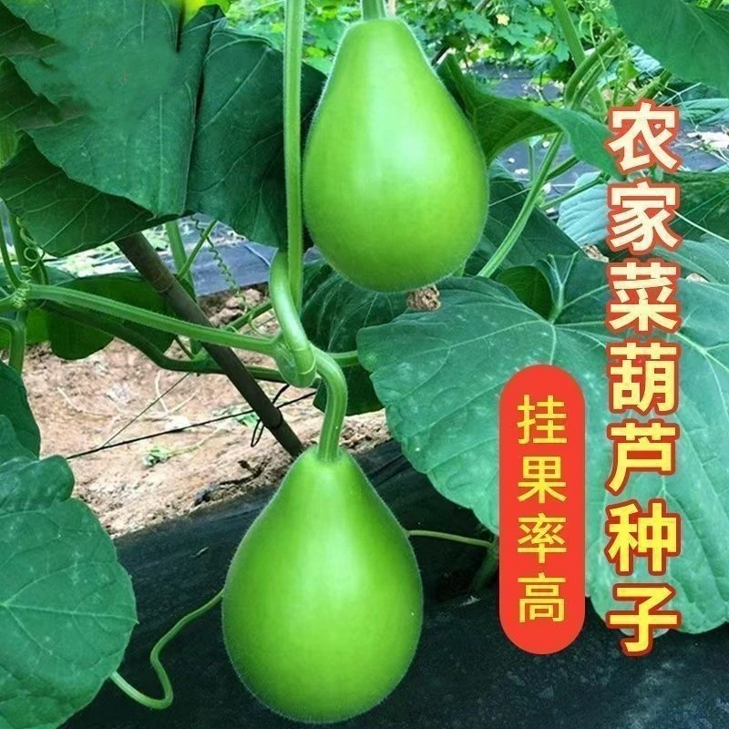 【菜葫芦种子】水瓢胡芦大葫芦籽四季观赏开瓢菜用葫芦特大号易种