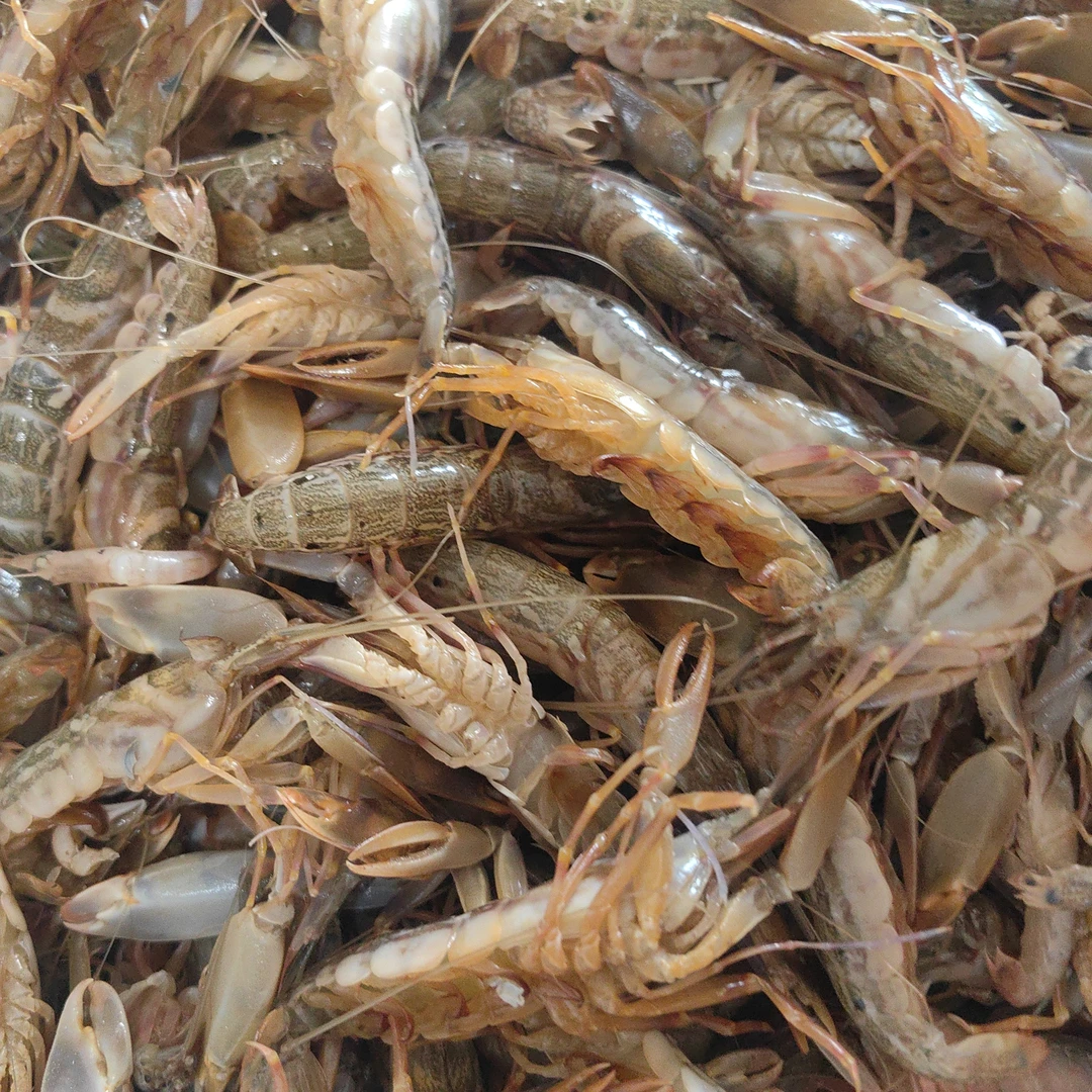 羊口小旭 渤海湾海浦野生虾 大爪虾 花腰虾五斤顺丰