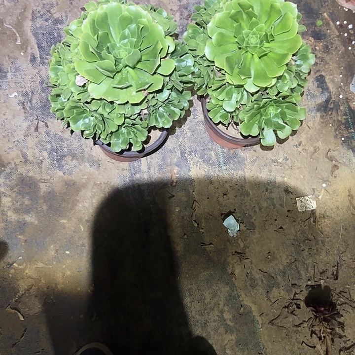 不包侧枝一物一拍99
