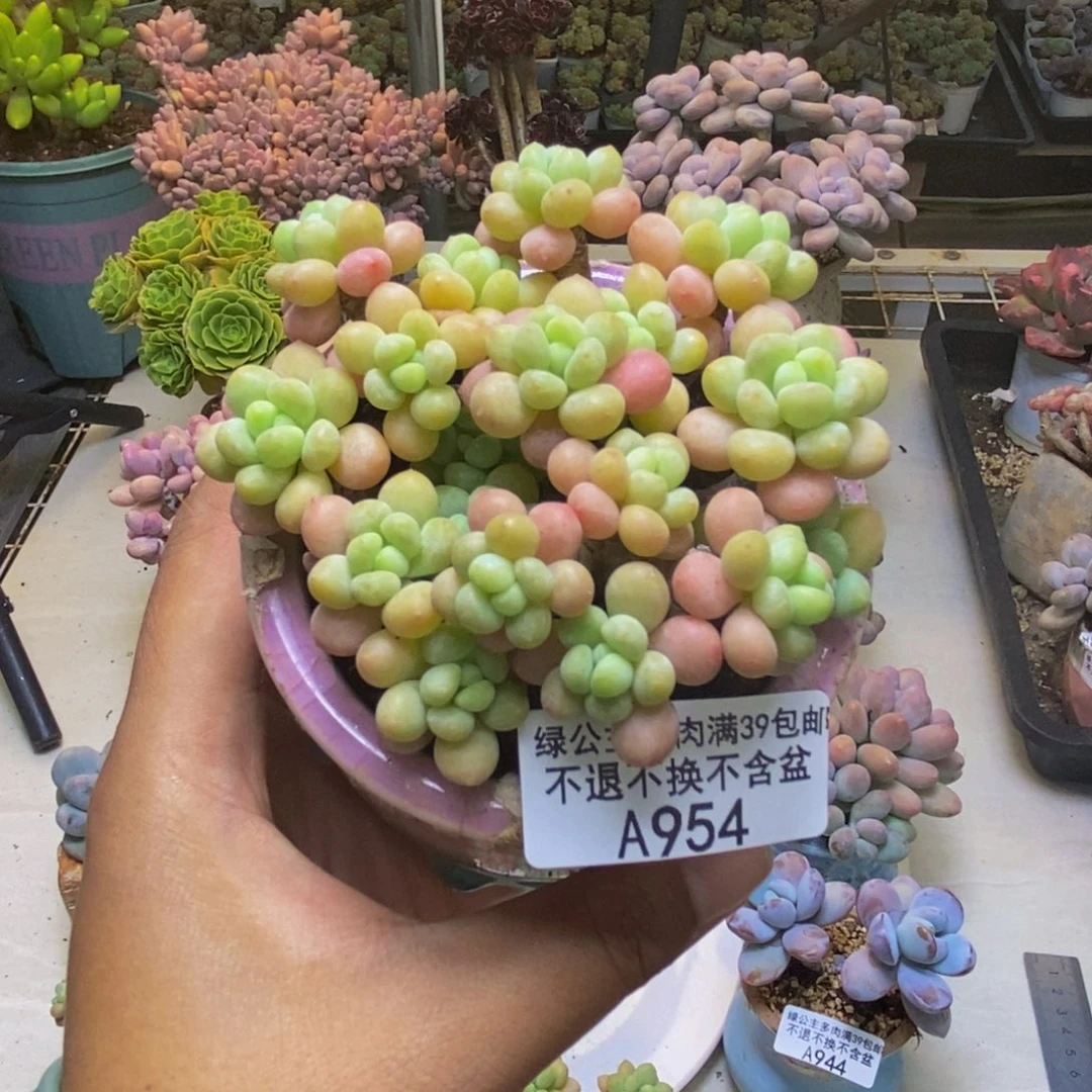 954鱼子酱树多肉7cm