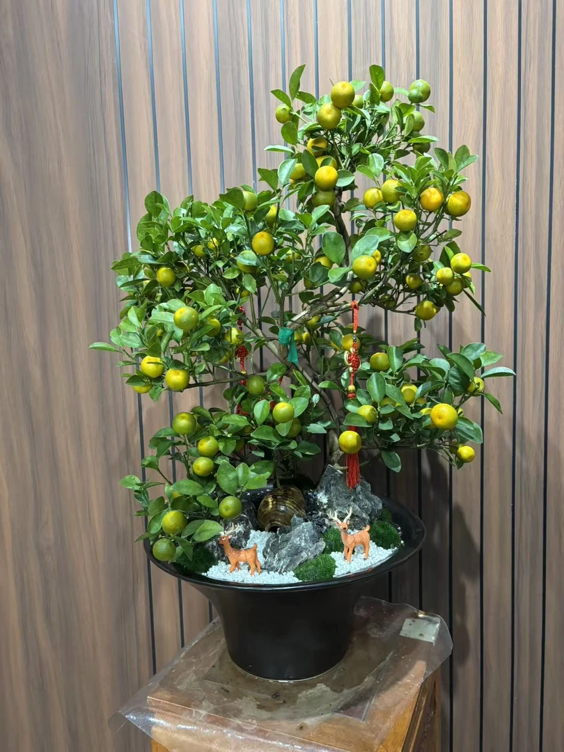 四季金桔树苗盆栽带果室内外招财小橘子盆景花卉