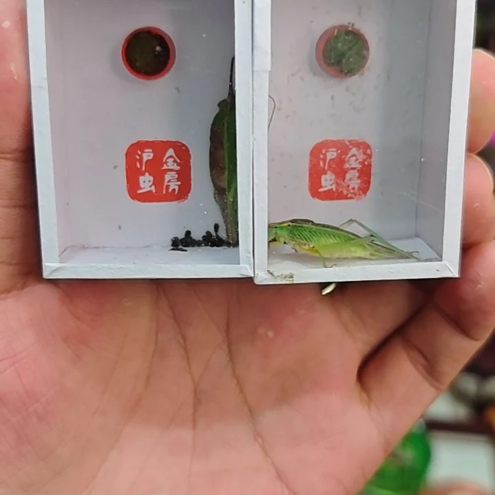 霍氏断须一样叫（两条）