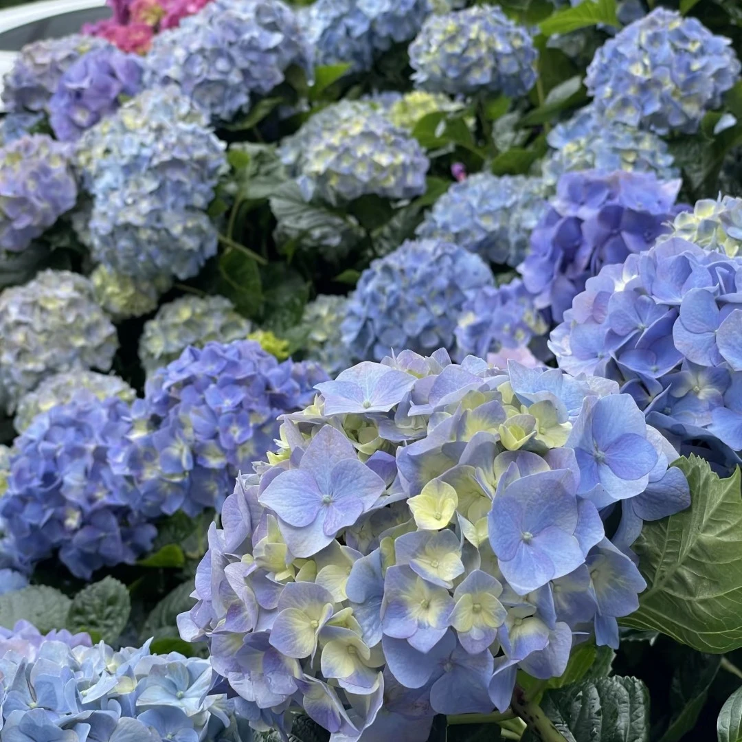 《姹紫嫣红》贵州露天绣球花盆栽庭院植物易养