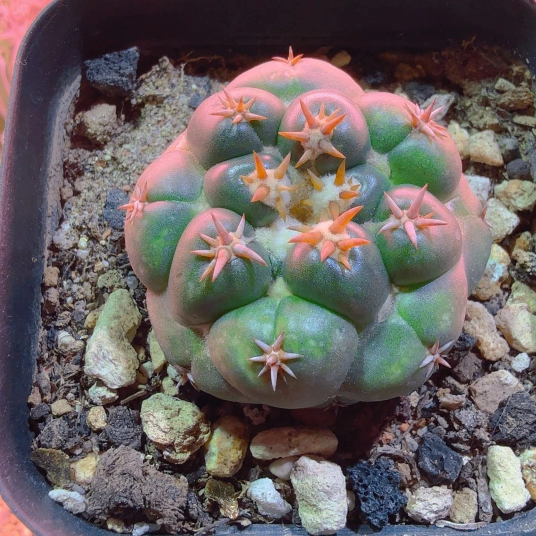 实生短豪刺多肉植物多肉植物
