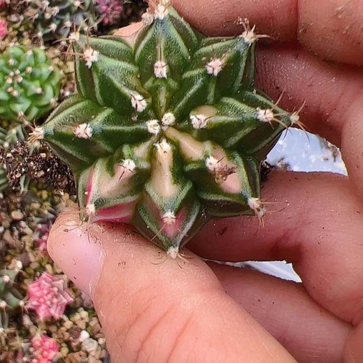 ****楠当前无花栽培后可以开花