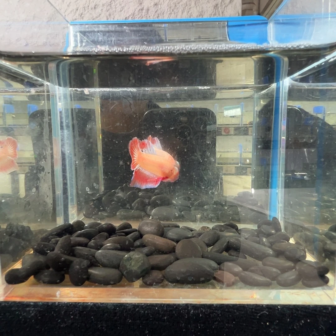 斗鱼阿浩泰斗27日59