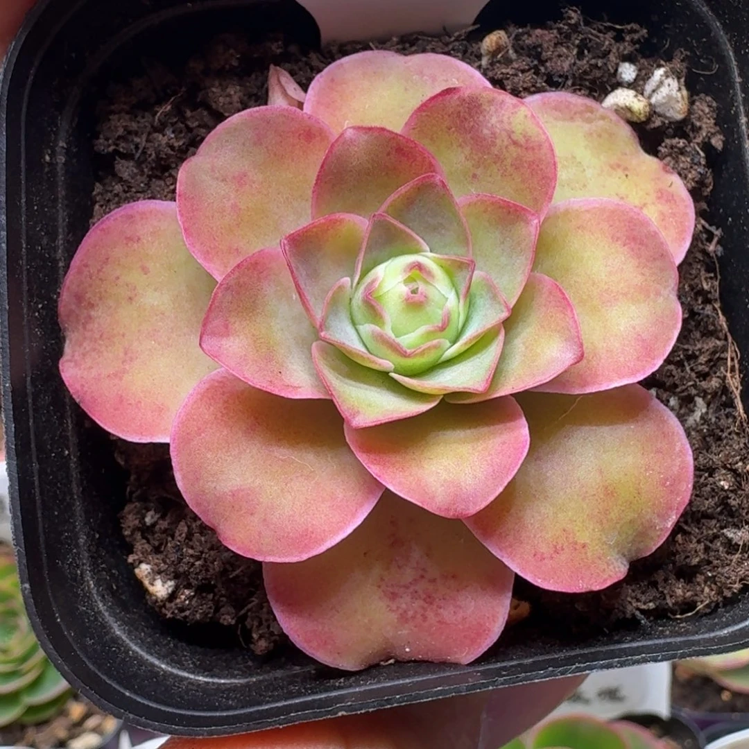 楹楹-190-冠幅 5CM