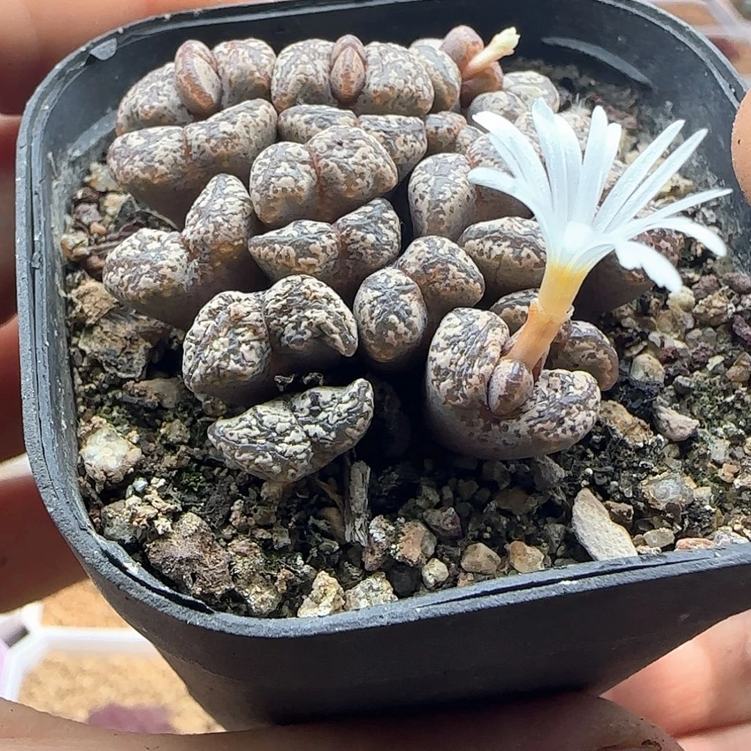 黑***）哈哈哈哈哈哈就哈哈46941