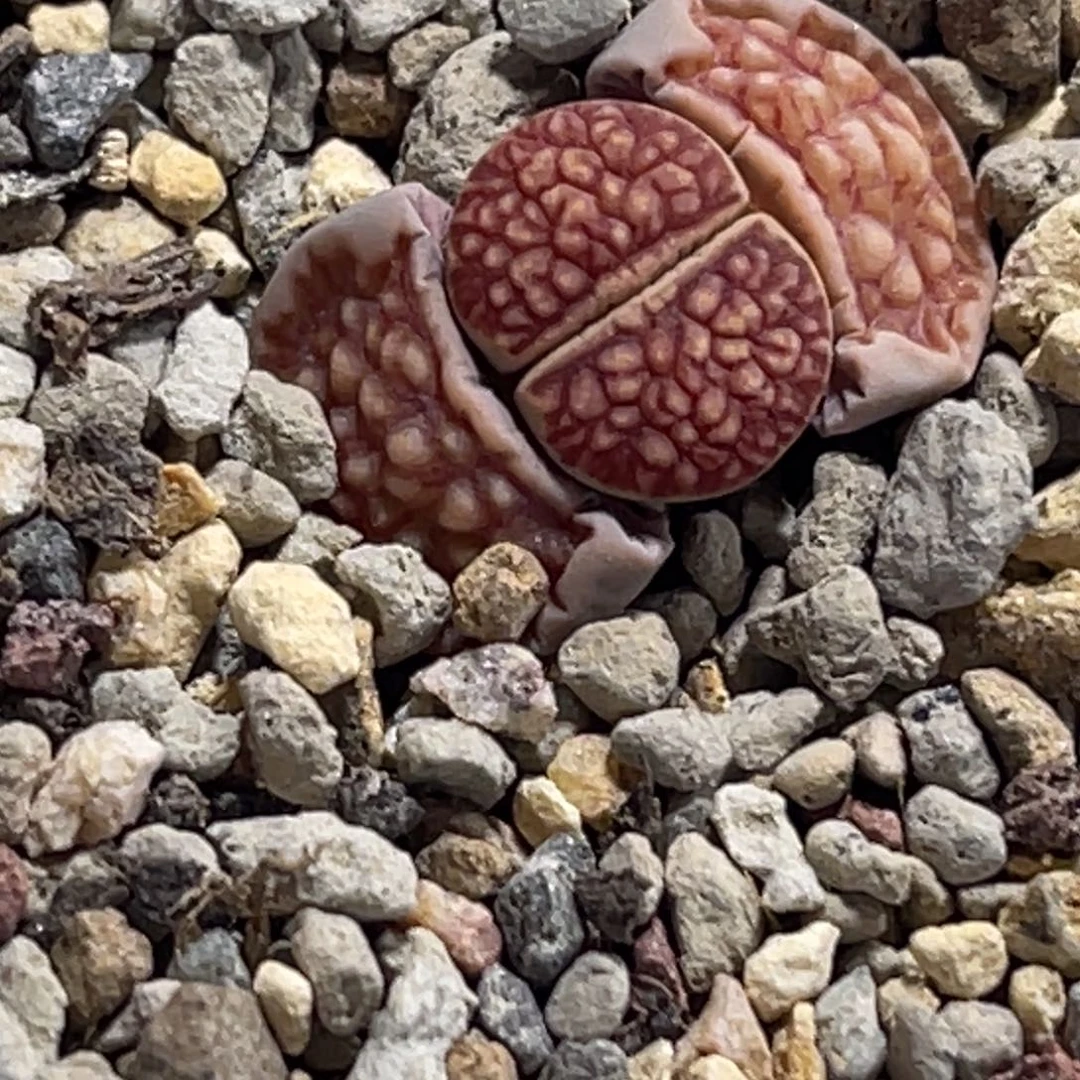 7726岛田红窗菊1浮雕