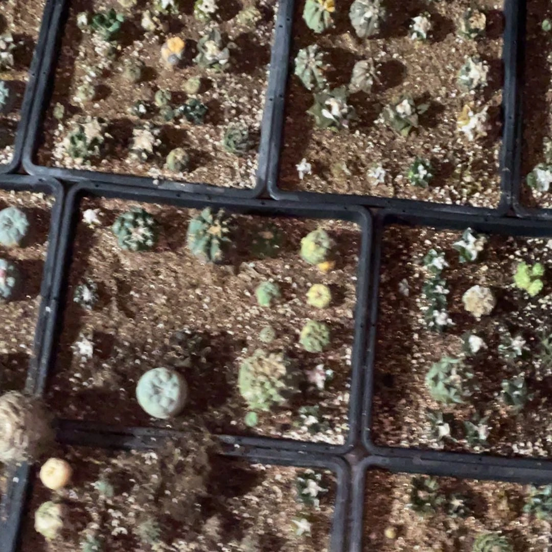 无花朵黄体 葫芦犹 乳突