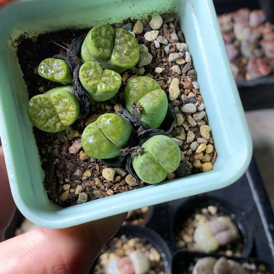 A110多肉植物保护