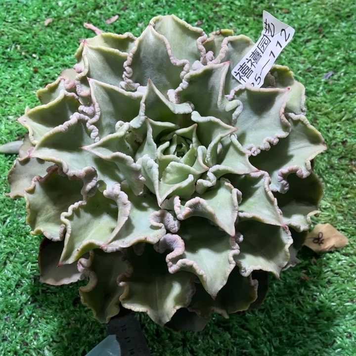 25-112饺子皮多肉植物