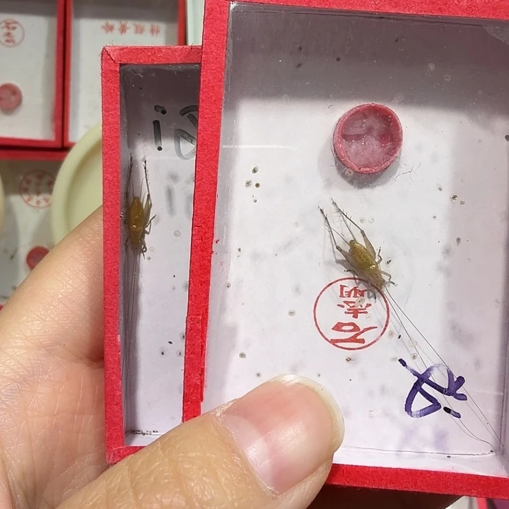 蟋蟀两条叉口石老师