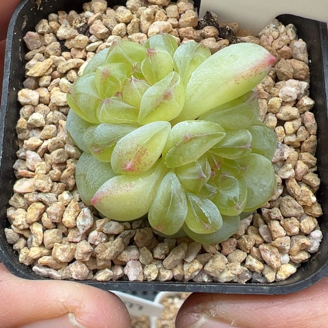 306号相柳甜心晗雨多肉植物