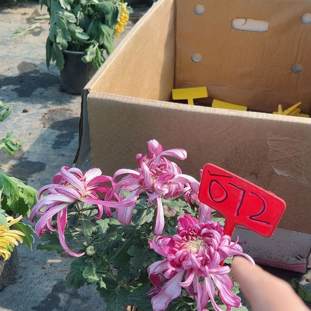 完全开放072号一盆