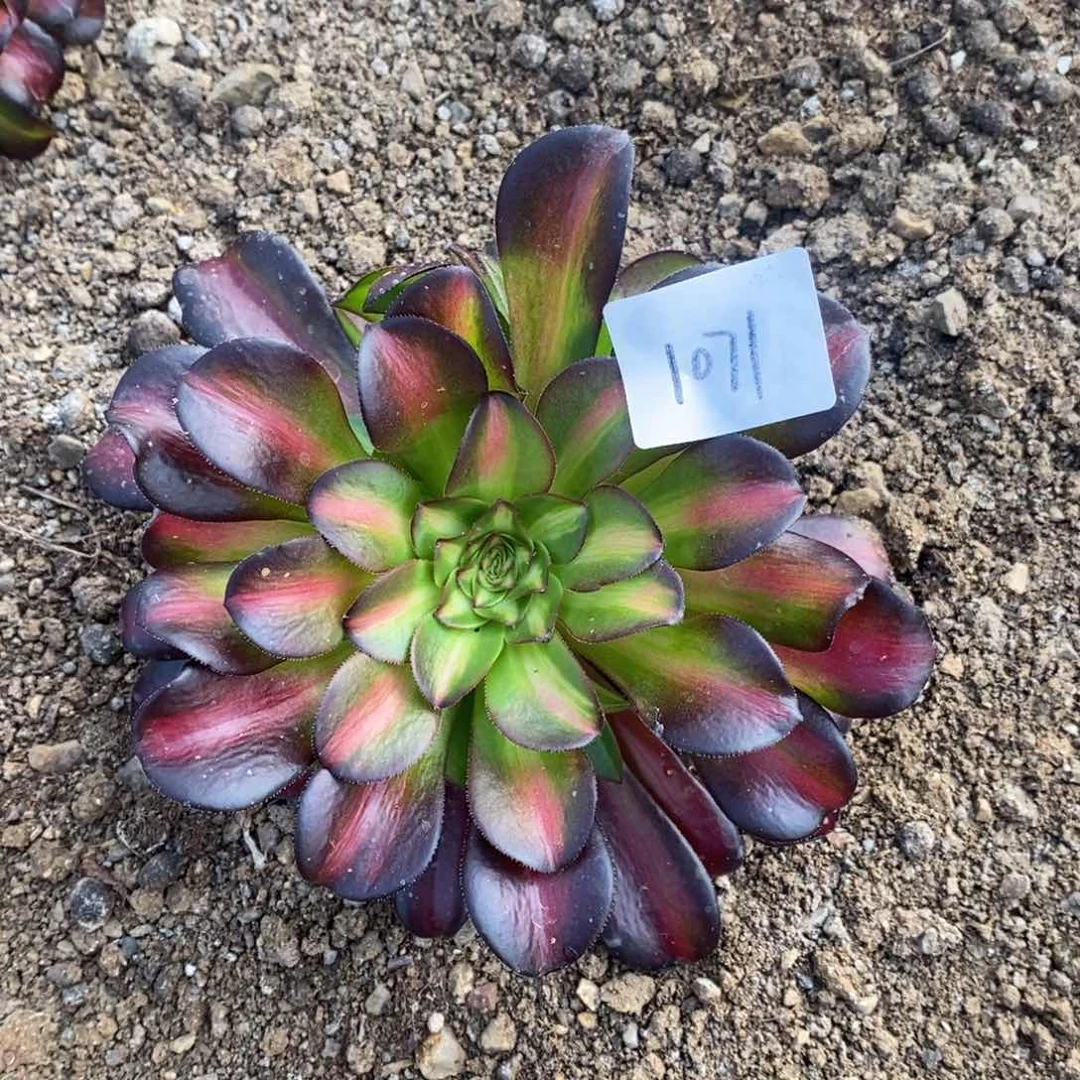 1071花纳多肉植物