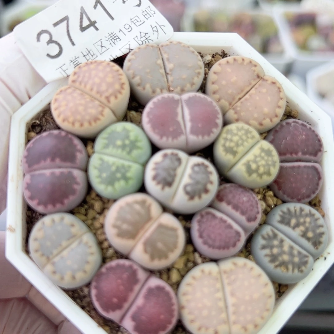 3741四年彩饼干15个1.5cm左右特价