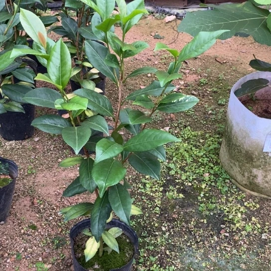 当前无花栽培后可以开花