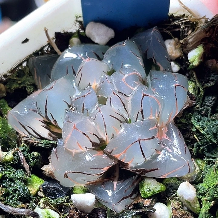 543水中月锦特选福利
