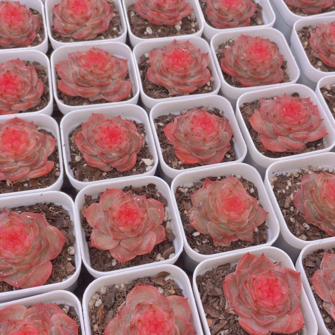 量拍92号 冻唇蜜单头一个