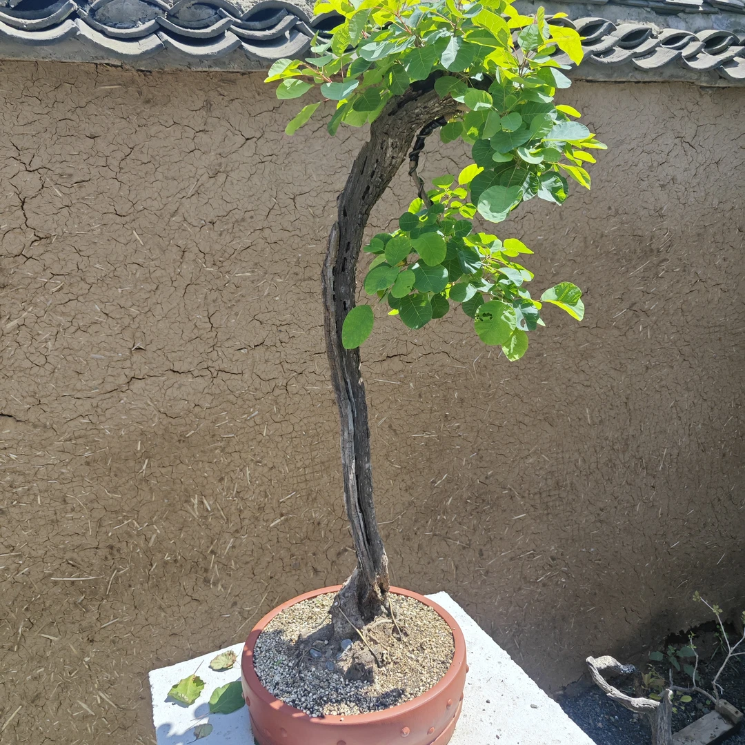 黄栌金枝玉叶银杏树盆景（一物一拍）老桩日本绿植绿植盆栽解读