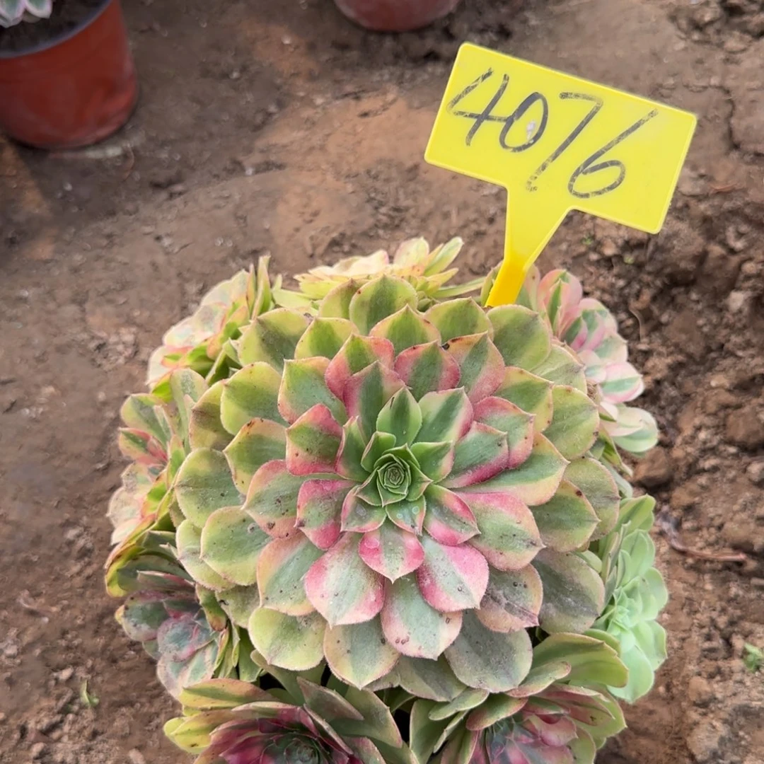 4076--雨荷多头多肉