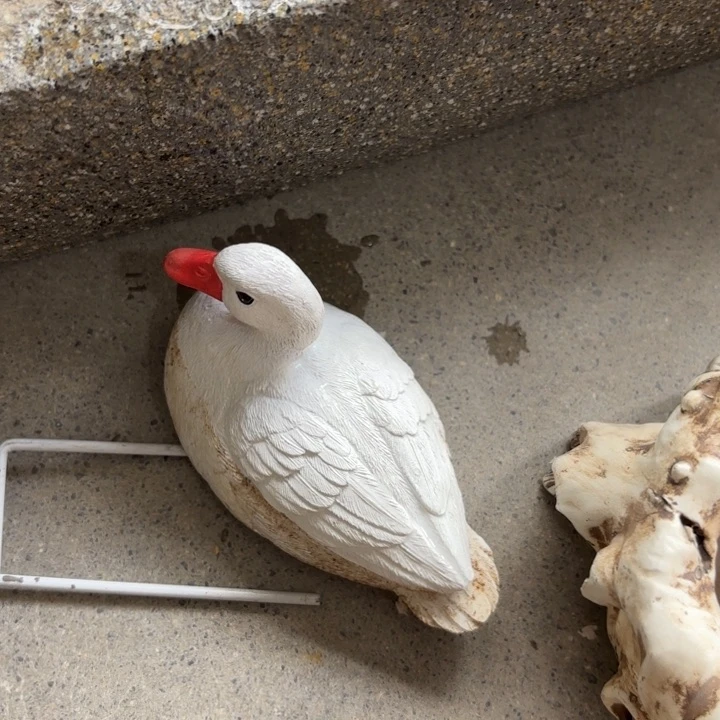 瓷片样品样品样品样品浮水鸭