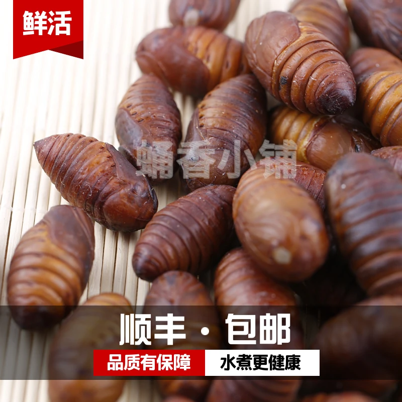 大二黄蚕蛹 小二黄蚕蛹 蚕蛹鲜活 蝉蛹 产地直发 顺丰包邮
