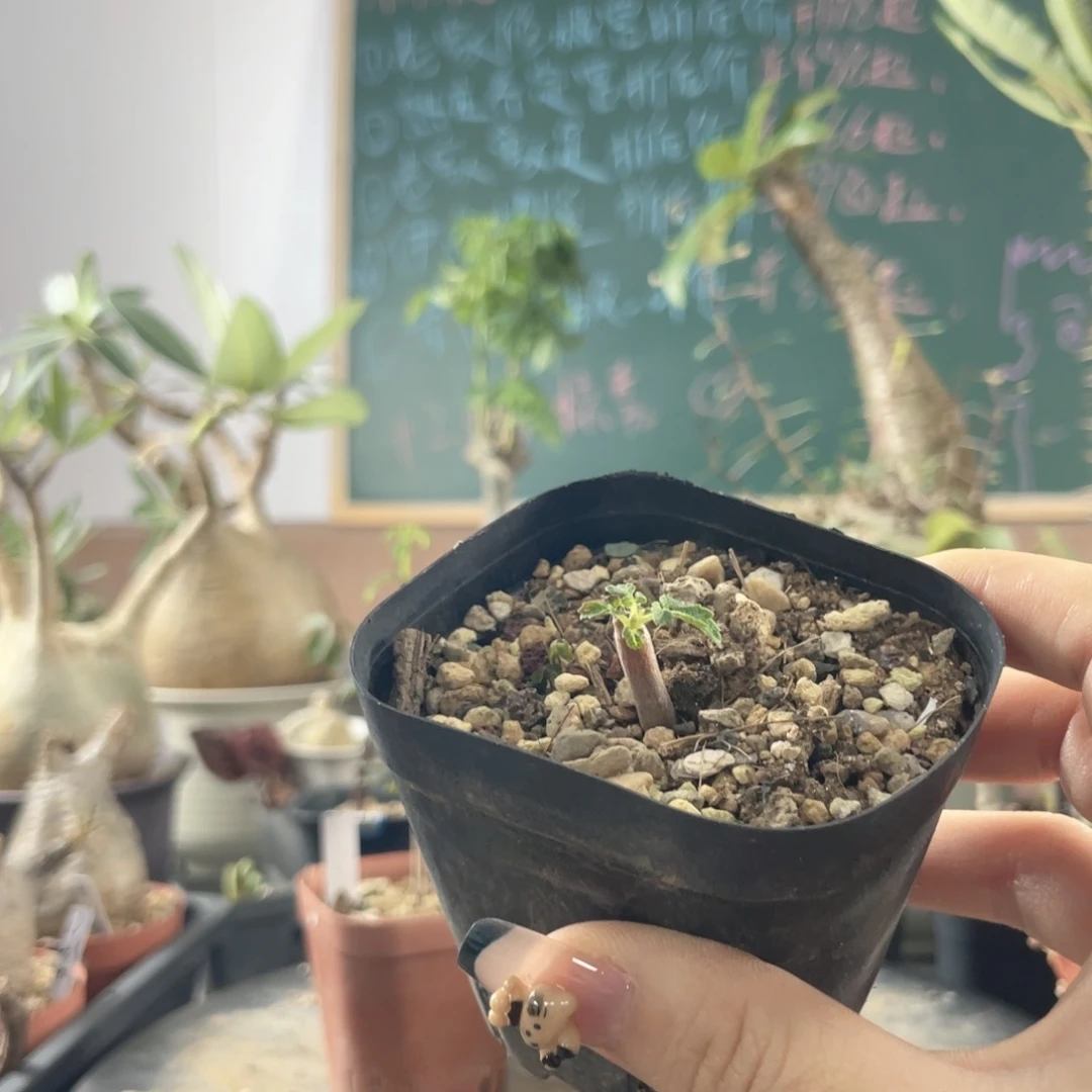 6月5日直播间福利不退换王拍其他人不发