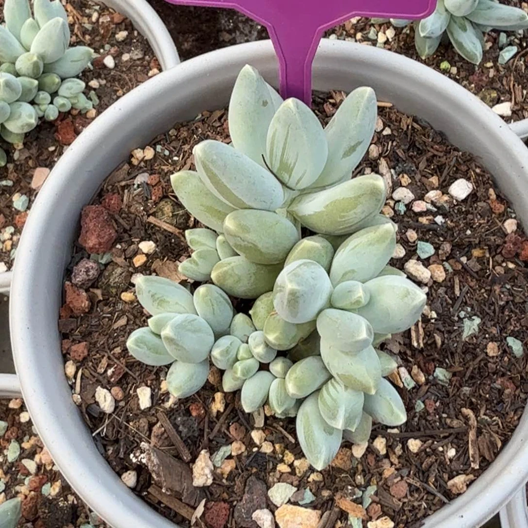 星空美人多肉植物358