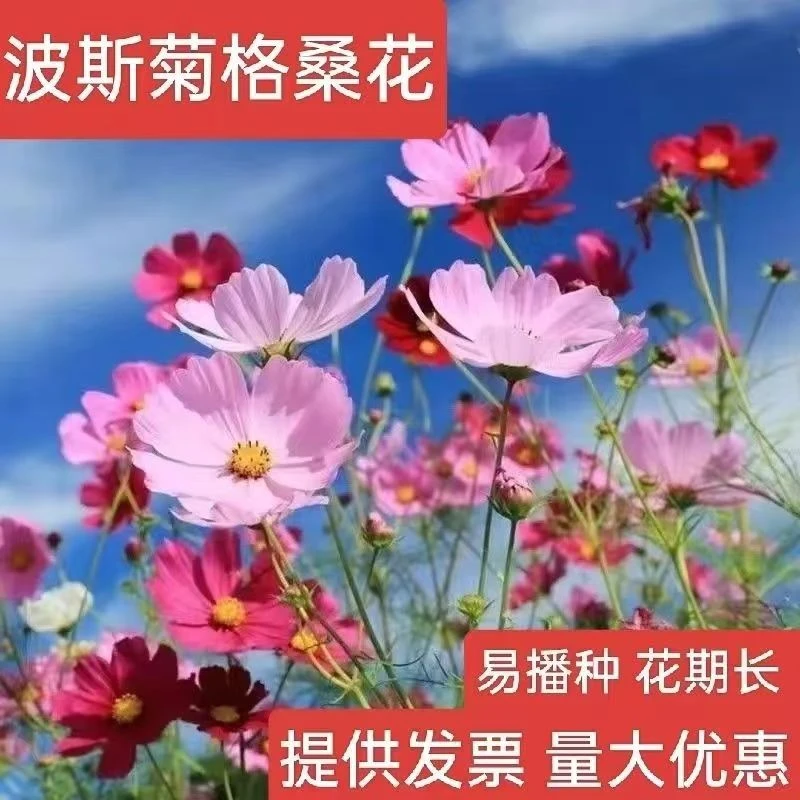 格桑花种籽子七彩波斯菊花种子四季开花易活花籽室外庭院野花组合