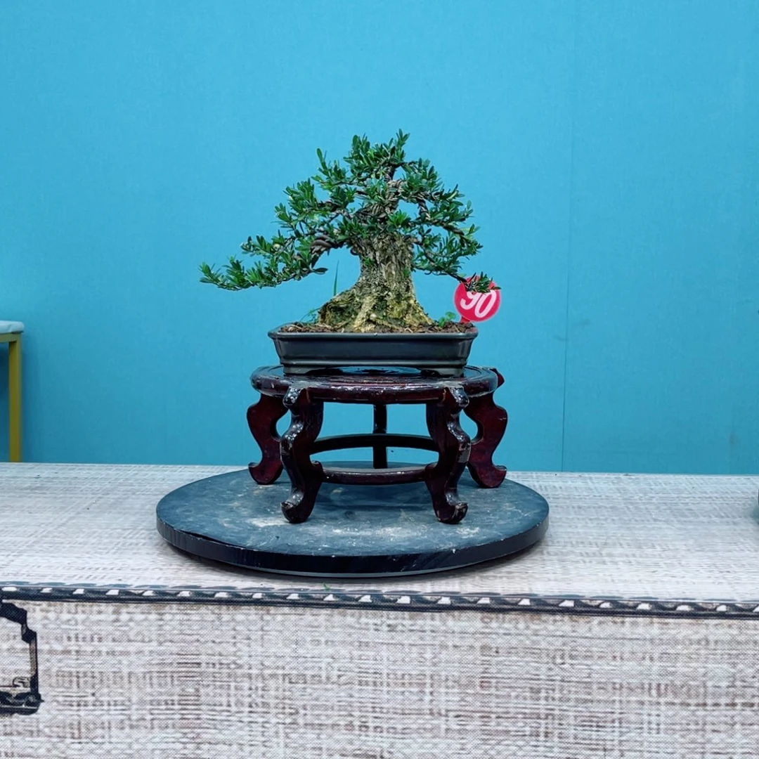 以实际为准精品黄杨老桩